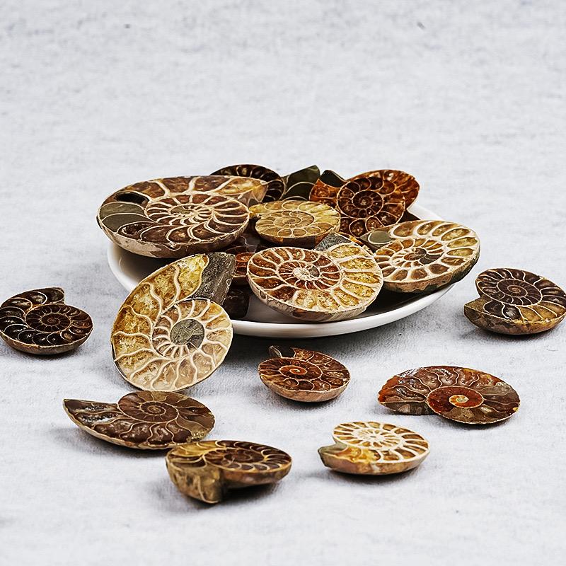 Price Natural Ammonite Fossil Conch Slice Pairs Snail for Pendant DIY