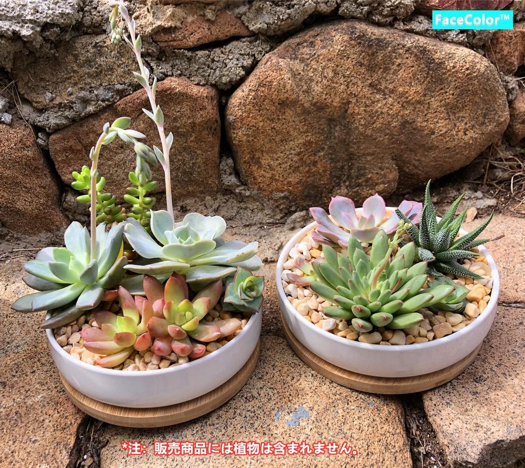 Gesichtsfarbe Keramik Weiß mit Loch und Kaktus Rund Mini Living Garden Set 2-teilig Ohne Topf, Keramik, Untertasse, Pflanzgefäß, Topf, (Größe 16165.5 CM), Bonsai,