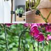 Pflanzenclips Stiele Ranken Gartenstützclips Kunststoff Orchidee Tomate Pfingstrose Stielhalter Pflanzenstab Befestigungselemente