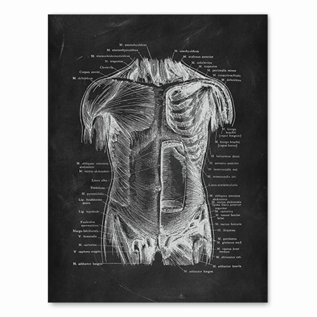 Έργα τέχνης ανθρώπινης ανατομίας ιατρική κλινική εικόνα τοίχου Σκελετός όργανο μυϊκό σύστημα Εκτύπωση εκλεκτής ποιότητας καμβάς Εκπαίδευση σώματος Αφίσα χωρίς πλαίσιο