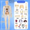 DIY 3D Human Skeleton Model: Assemble/Disassemble for Children's Science Education.