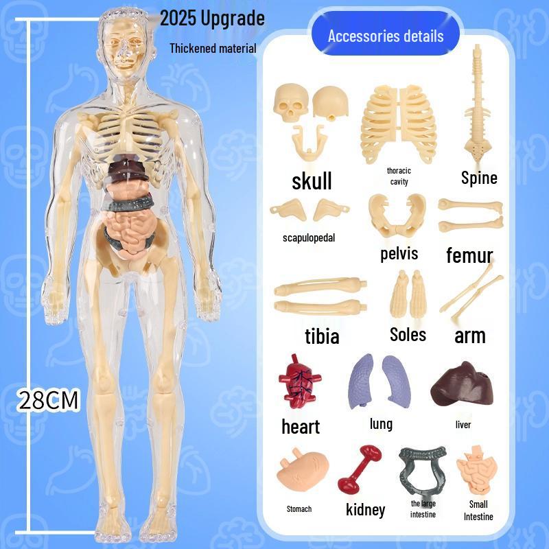 DIY 3D Human Skeleton Model: Assemble/Disassemble for Children's Science Education.