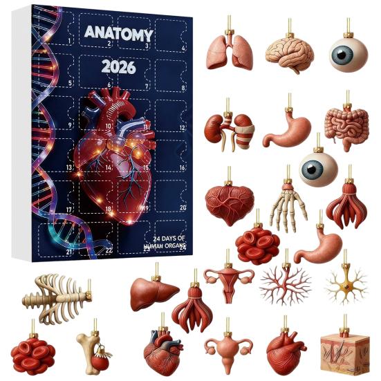 Anatomiczny Kalendarz Adwentowy Kalendarze Anatomii 2026, 24 Dni Organy Ozdoby Kalendarz Odliczania do Świąt, 2D Prezenty na Ukończenie Szkoły Medycznej B brown
