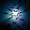 Kinderzimmer Wandaufkleber Halloween Atmosphäre Dekoration 3D Schwarze PVC Fledermaus DIY Fledermaus Wandaufkleber Heimtapete
