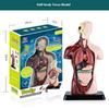 DIY Human Body Anatomy Model Kit - Educational Toy for Kids To Assemble Organs, Skeleton & Muscles