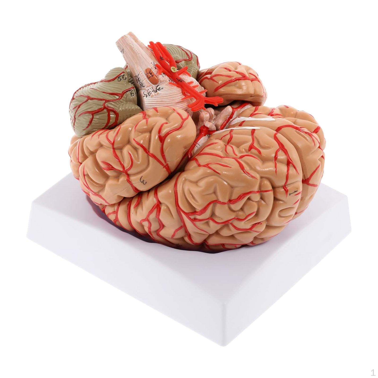 

Human Anatomically Accurate 9 Parts Educational Tool Neuro Teaching Aid for Display Study Learning