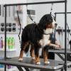Woven Nylon Belt Table Restraint Strap Solid Shades Pet Fixing Lead  Dog Bath Groom