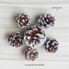 2023 Pine Cone & Dried Flowers for Christmas DIY: Ponderosa, Loblolly, Spruce