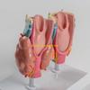 W89C Anatomical Auditory Organ Model with Removable Parts, for Lecture Report