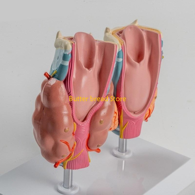 W89C Anatomical Auditory Organ Model with Removable Parts, for Lecture Report