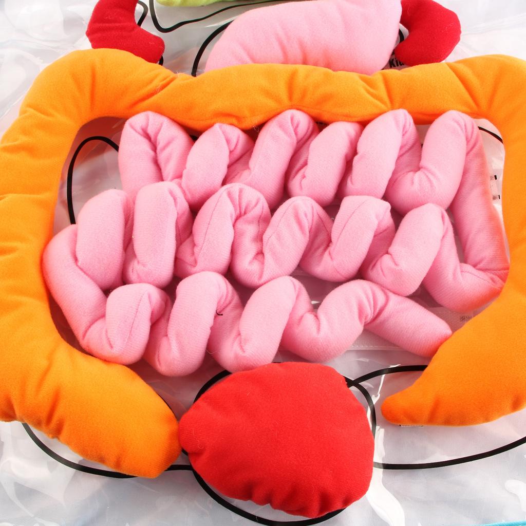 Montessori-Kinder-Anatomie-Schürze, menschlicher Körper, Organe,  Bewusstsein, Vorschule, Wissenschaft, Lehrmittel, Lernspielzeug für Kinder  im Alter ..., image size:1024x1024