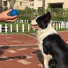 Durable Squeak Ball Dog Toy Balls Funny Dog Toys for Dogs Puppies Teething Chew