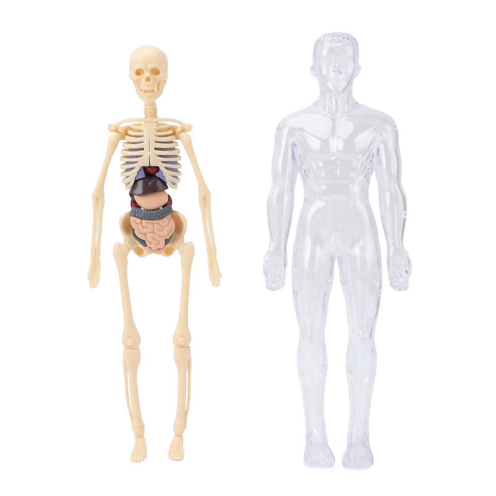 Модель тела человека для детей, интерактивные инструменты для изучения анатомии и физиологии для студентов-медиков с костями и органами