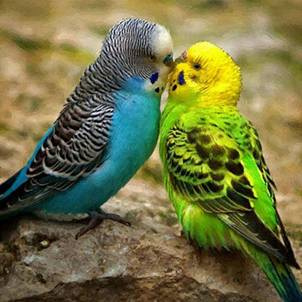 

5D DIY алмазная живопись животное попугай Сова птица вышивка крестиком полная дрель Алмазная вышивка мозаика художественная картина Декор из страз Full Round 30x30CM