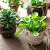 Handmade Artificial Copper Coin Grass Plants Soft Mini Bouquet Fake Ivy Leaf Leaves  Office