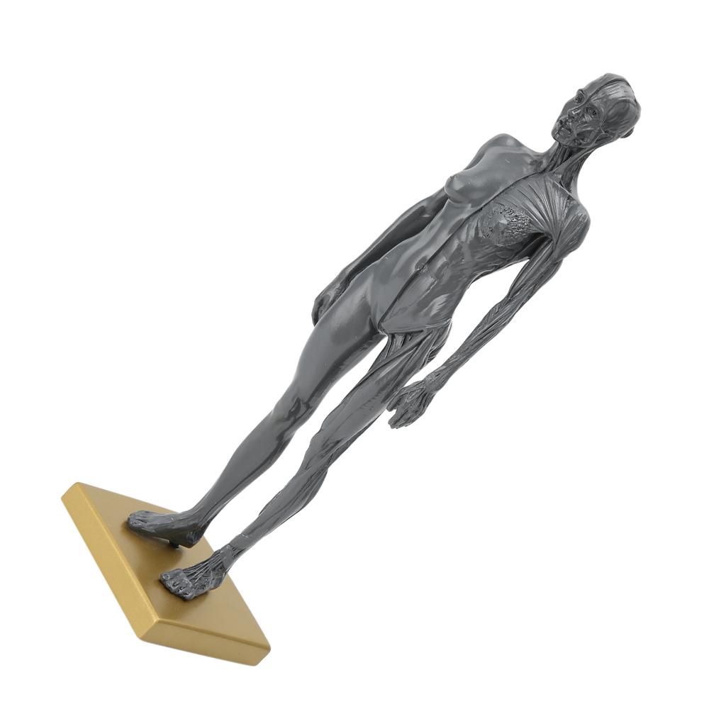 30cm Human Anatomical Model Female Musculoskeletal Structure Sculpture for Teaching