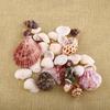 30Pcs/Bag Mix Aquarium Beach Nautical DIY Shells Mixed Bulk Sea Shell