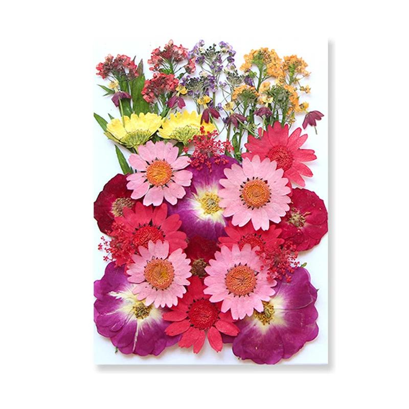 Dried Flowers Real Natural Plant Pressed Flower For Epoxy Resin Filling DIY Keychain Pendant Silicone Mold Jewelry Making Crafts