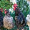 Chicken Cage Wire Mesh Poultry Fence Green-coated Vegetable Garden Fence Netting Mesh Hexagonal Iron Wire Fence 35cm*100cm