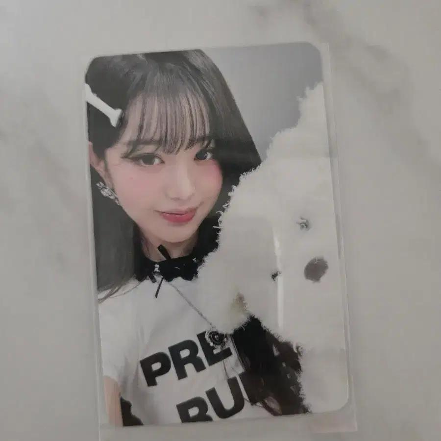 IVE Jang Won-young Secret Hello Live Puppy Photocard