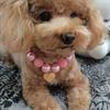 Hunde Halsband Liebesherz Anhänger Haustier Schmuck Harz Mode Hunde Kunstperlen Halsband Schlaufe Haustier Zubehör