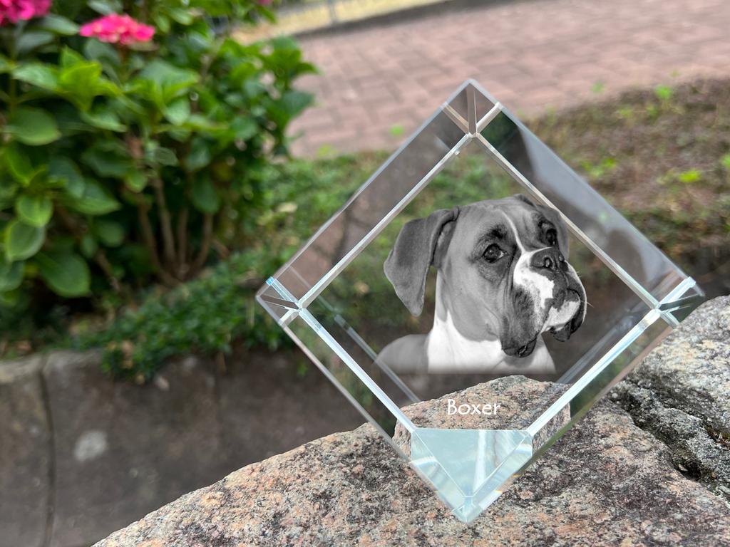 Boxer, German Boxer I – Crystal cube with a photo, photo of a horse in crystal | Art-Dog