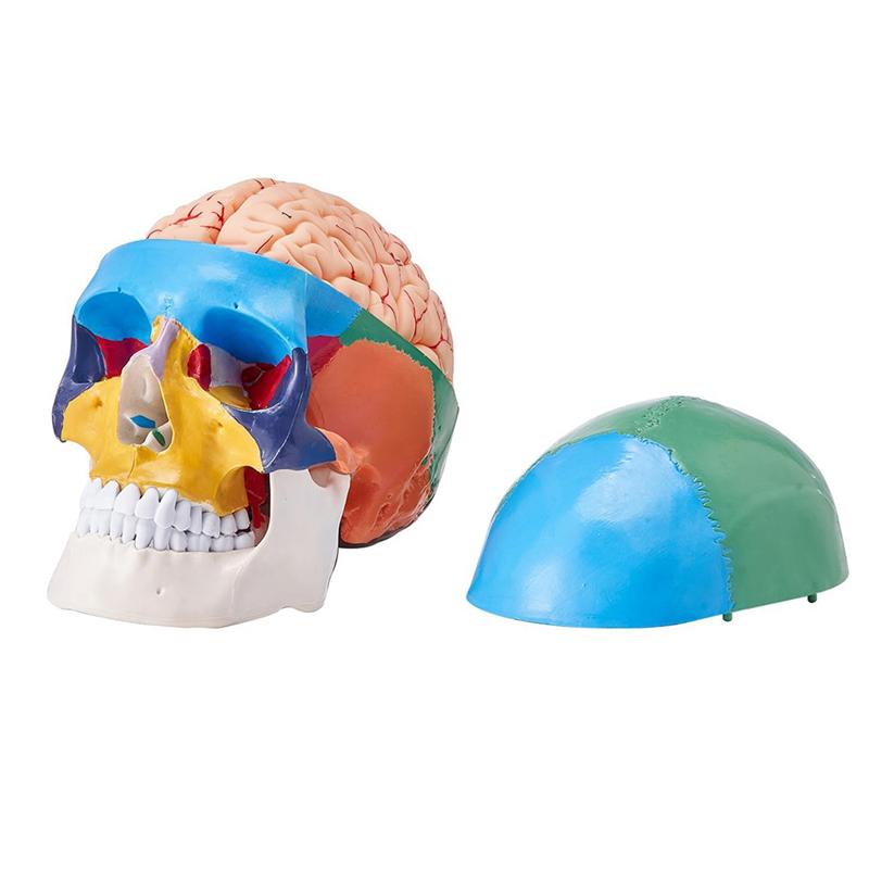 Modello di Teschio Umano, Modello di Teschio Anatomico Dipinto a Grandezza Naturale, Teschio Anatomico in PVC-B61B