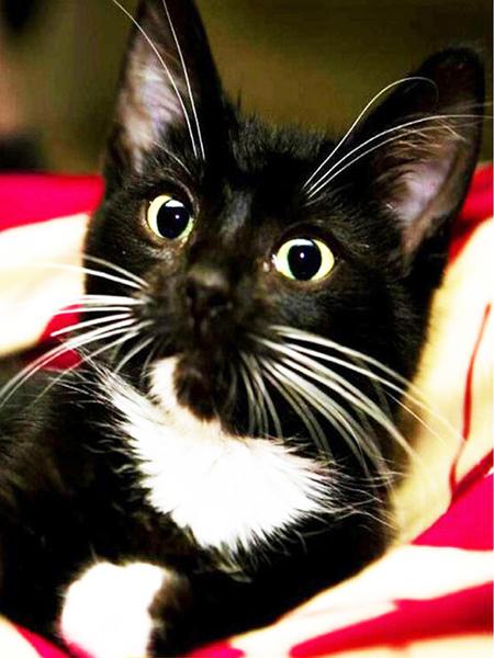 Diamond Painting Cat 5D DIY Diamond Embroidery Sale Cross Stitch Animals Rhinestones Mosaic Kit Home Decoration