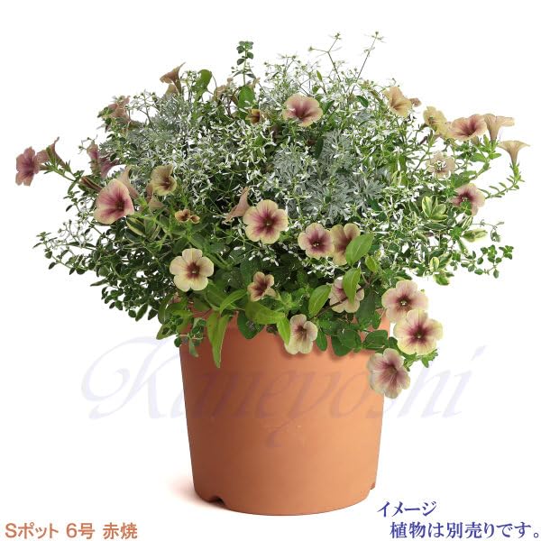 Ghiveci ceramic domestic Pot Mikawa ware KANEYOSHI ghiveci de flori ceramic Mikawa ware ghiveci S Akayaki 6 [Fabricat în Japonia/Calitate fiabilă] Nr.