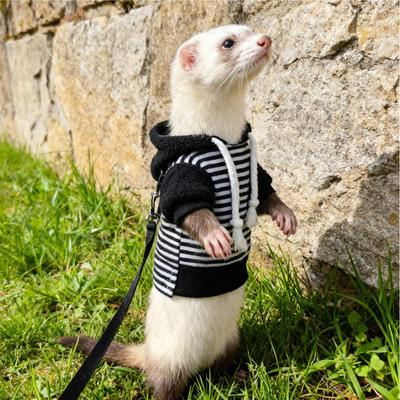 Frettchen Hoodie Warm Weich Hamster Outfits Mit Geschirr Kleintier Frettchen Pullover Für Kaninchen Eichhörnchen Chinchilla Chihuahua Haustier