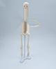 45cm Human Skeletal Model for Medical Teaching and Education
