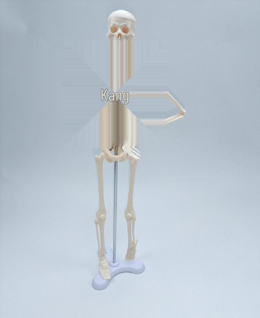 45cm Human Skeletal Model for Medical Teaching and Education