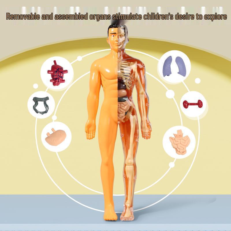DIY 3D Human Skeleton Model: Assemble/Disassemble for Children's Science Education.