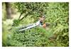 Manual garden hedge trimmers 54 cm