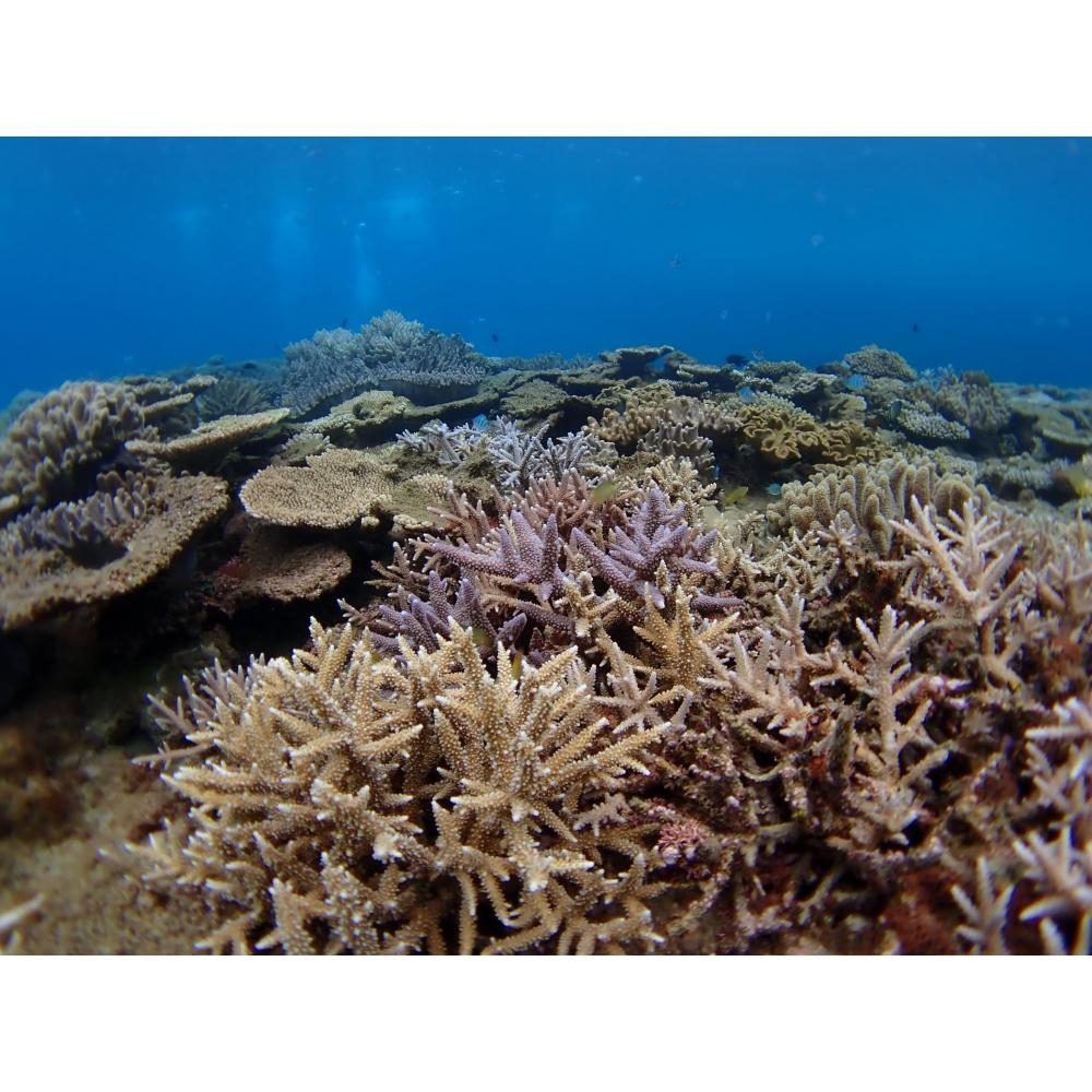 Žuvies akies konverteris FCON-T02 (TG-5TG-6TG-7makrofotografijapofotografavimas po vandeniufotografavimas lauke)