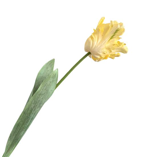 Kunstig tulipan realistisk falsk blomst med blader ingen vedlikehold falsk tulipan for hjemmedekor bryllupsfest bordpynt