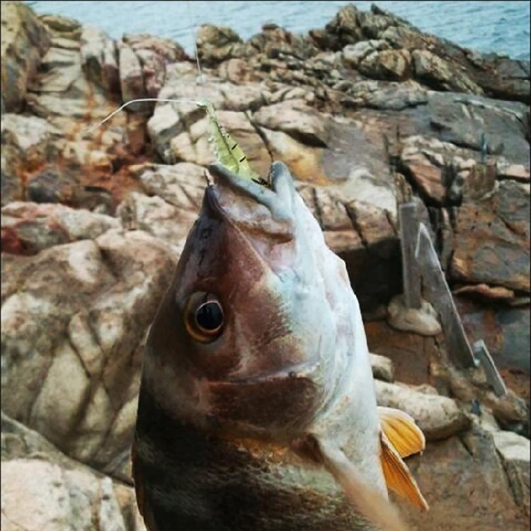 10PCS Appâts de Pêche Crevette Souple Lumineuse avec Hameçons pour Achigan Truite Poisson-chat