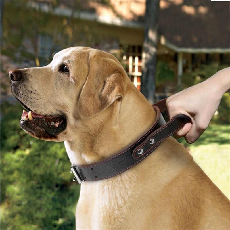 dog collar with leash inside