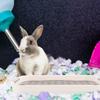 Rectangular Bunny Litter Box Large Space Rabbit Training Potty Small Guinea Pig Hamster Cage Pet Toilet Cleaning Supplies