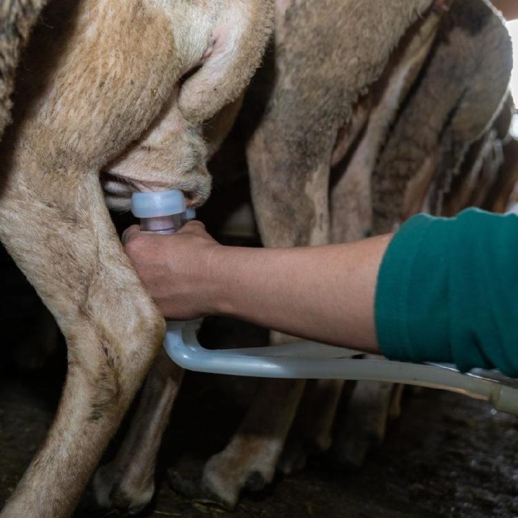 Vakuová pumpa Dojicí strukové kalíšky pro ovce Zajišťující pohodlné dojení Příslušenství pro dojení kozího mléka
