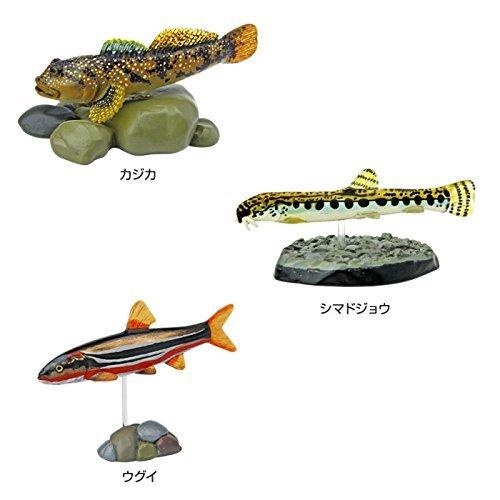 Colorata Japanese Freshwater Fish 3D Illustrated Book Types Instruction Manual and Stand Real Figure Educational Birthday Gift Present Sanitation Law