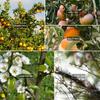 10/30Pcs Fruit Tree Branch Shape Fixator M-Type Branch Trainer Angle Benders Reusable Fruit Tree Support Holder Vine Trainers