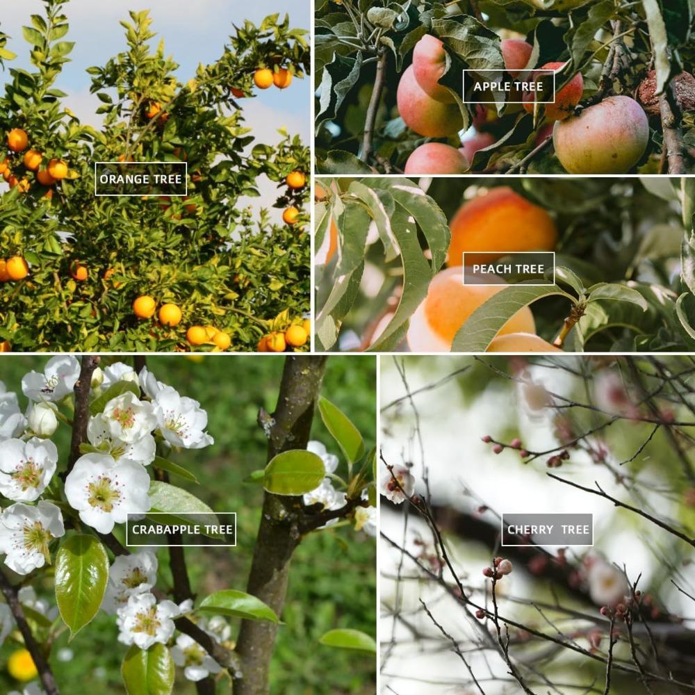 10/30Pcs Fruit Tree Branch Shape Fixator M-Type Branch Trainer Angle Benders Reusable Fruit Tree Support Holder Vine Trainers