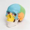 Model anatomic uman dezasamblat de craniu de culoare organe umane Model anatomic detașabil Model de anatomie științifică pentru studiu