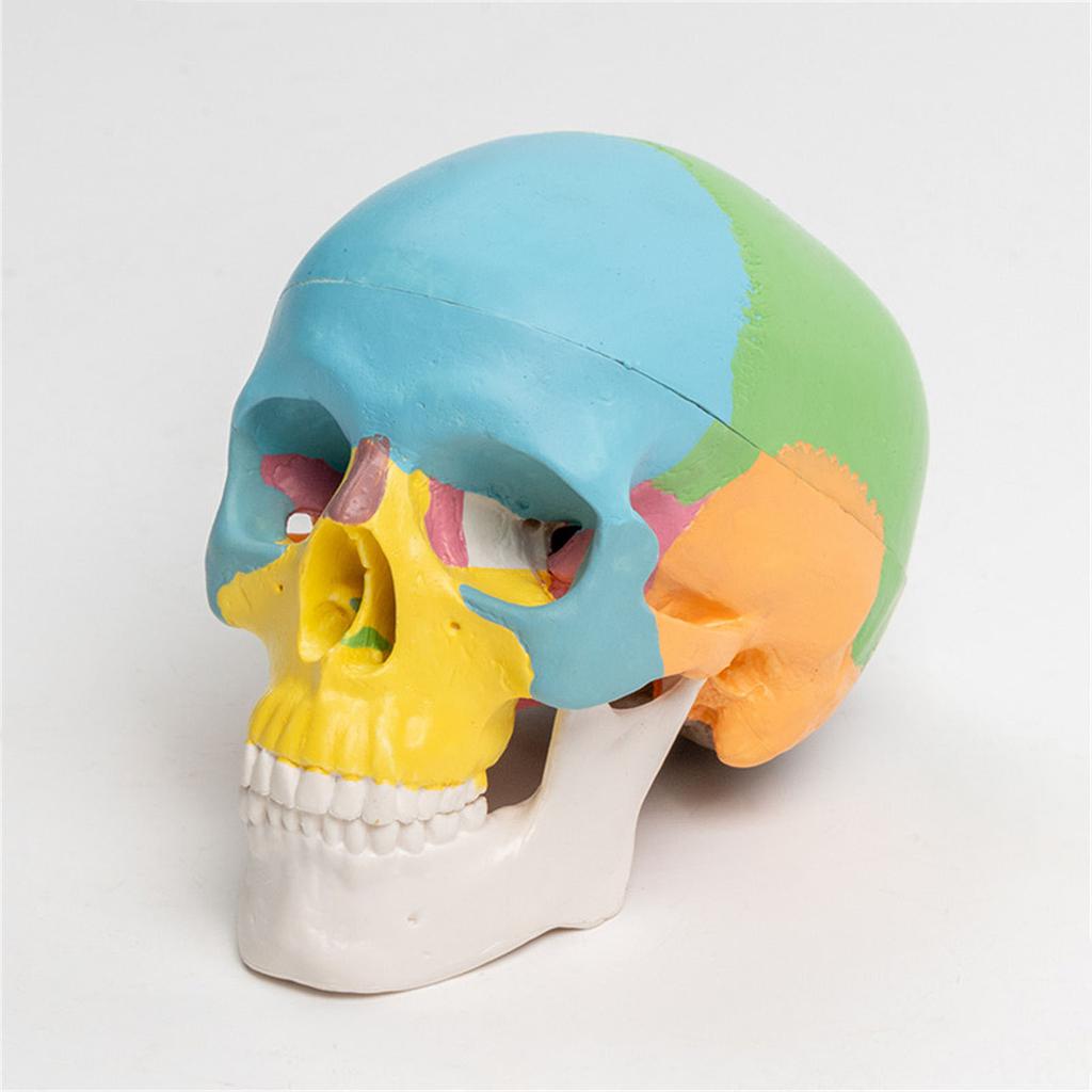 Model anatomic uman dezasamblat de craniu de culoare organe umane Model anatomic detașabil Model de anatomie științifică pentru studiu
