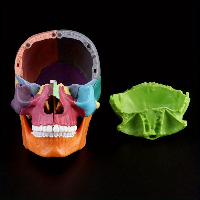 Model Craniu Uman Colorat 4D Anatomie Anatomică Predare Schelet Cap Studiu Materiale Didactice
