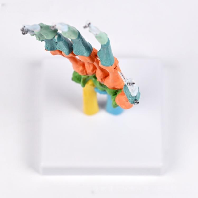 Anatomical Human Hand Bone Model with Movable Joints Color Coded Hand Bone Skeleton Model for Teaching Demonstration
