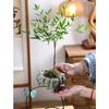 Facai Tree Nantianzhu Mizhu Bryophyte Green Plants Potted In the Living Room Office Small Leaf Rosewood Potted Landscape