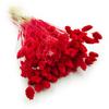 Dried Phalaris - Canary - (Canary Islands Brain) - Red