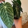 Bathroom Accessories Imitation Plant Leaves Hand Towel Absorbent Kitchen Leaf Towel Soft Hanging Cleaning Cloth Handkerchief